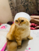 Persian cat